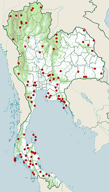 Distribution map of Small-spotted coral snake, Calliophis maculiceps in Thailand