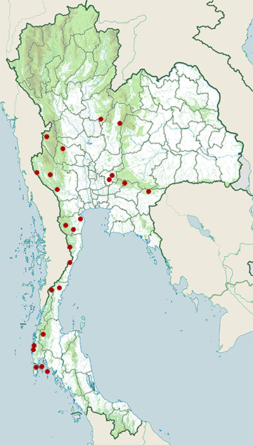 Distribution map of Northern grey-bellied squirrel, Callosciurus caniceps in Thailand