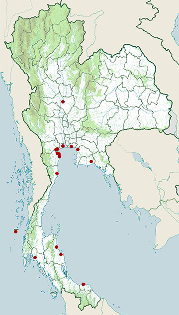 Distribution map of Caspian tern, Hydroprogne caspia in Thailand