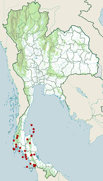 Distribution map of Rufous-bellied swallow, Cecropis badia in Thailand