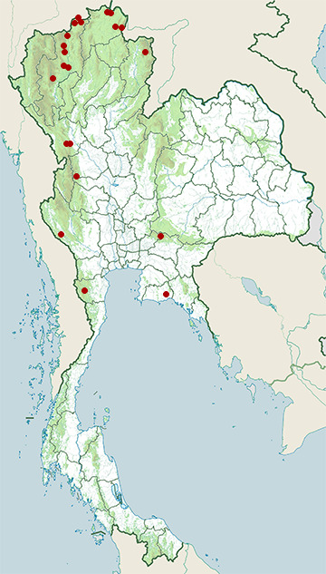 Distribution map of Chestnut bunting, Emberiza rutila in Thailand