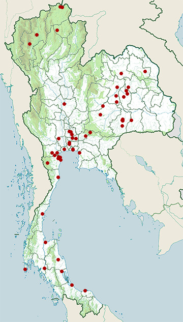 Distribution map of Chestnut munia, Lonchura atricapilla in Thailand