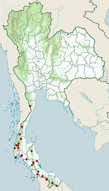 Distribution map of Chestnut-winged babbler, Cyanoderma erythropterum in Thailand