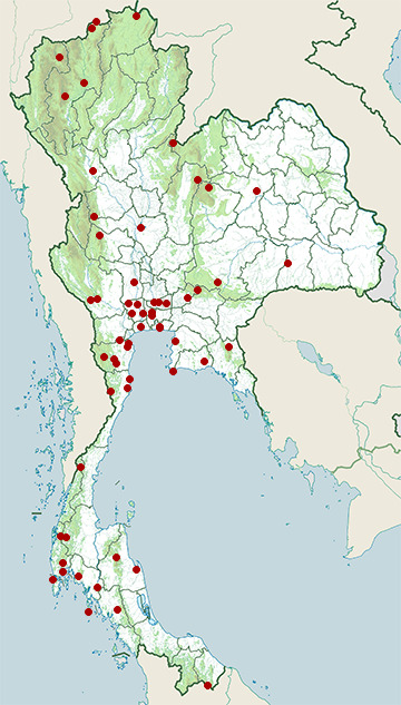 Distribution map of Chestnut-winged cuckoo, Clamator coromandus in Thailand