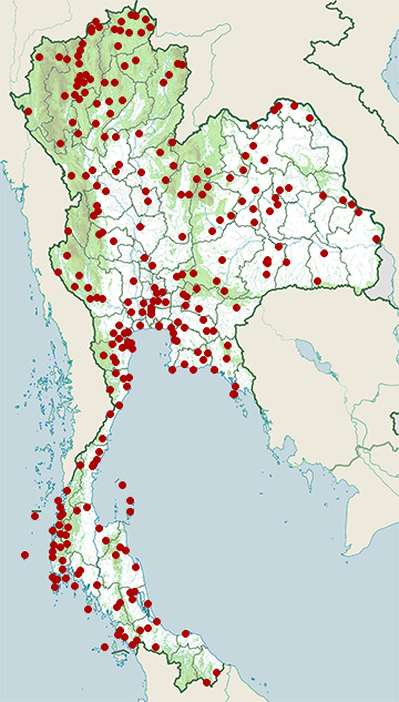 Distribution map of Chinese pond heron, Ardeola bacchus in Thailand