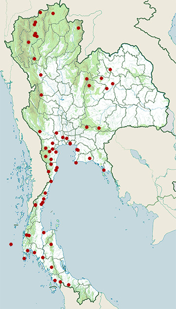 Distribution map of Chinese sparrowhawk, Accipiter soloensis in Thailand