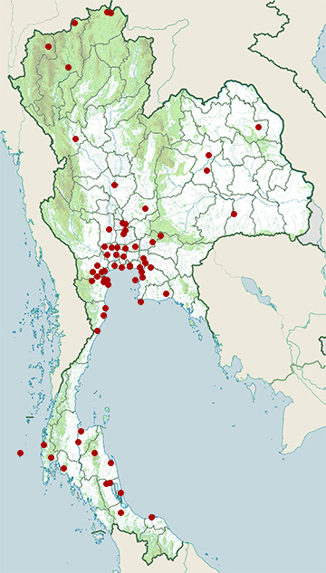 Distribution map of Whiskered tern, Chlidonias hybrida in Thailand