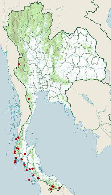 Distribution map of Paradise tree snake, Chrysopelea paradisi in Thailand