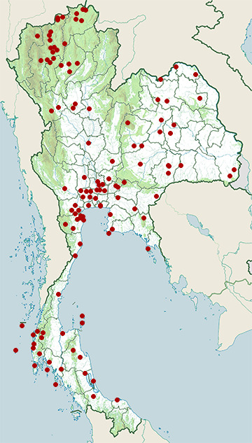 Distribution map of Cinnamon bittern, Ixobrychus cinnamomeus in Thailand