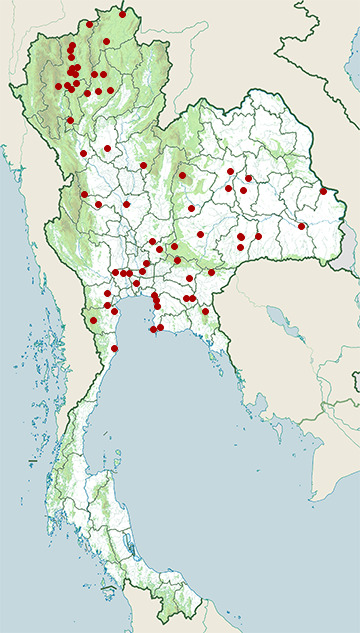 Distribution map of Golden-headed cisticola, Cisticola exilis in Thailand