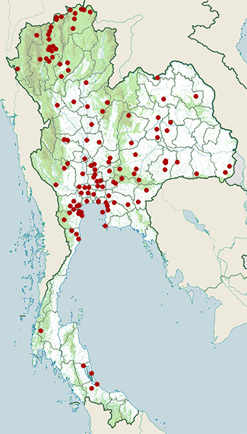 Distribution map of Zitting cisticola, Cisticola juncidis in Thailand