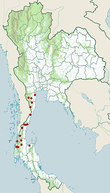 Distribution map of Siamese rock gecko, Cnemaspis siamensis in Thailand