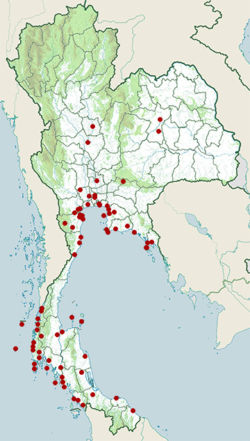Distribution map of Collared kingfisher, Todiramphus chloris in Thailand