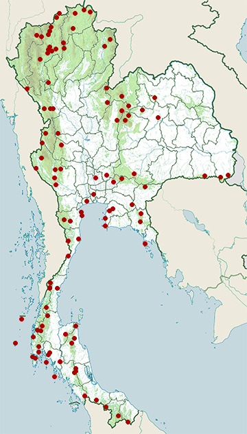 Distribution map of Common emerald dove, Chalcophaps indica in Thailand