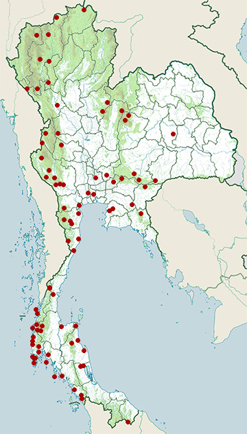 Distribution map of Common flameback, Dinopium javanense in Thailand