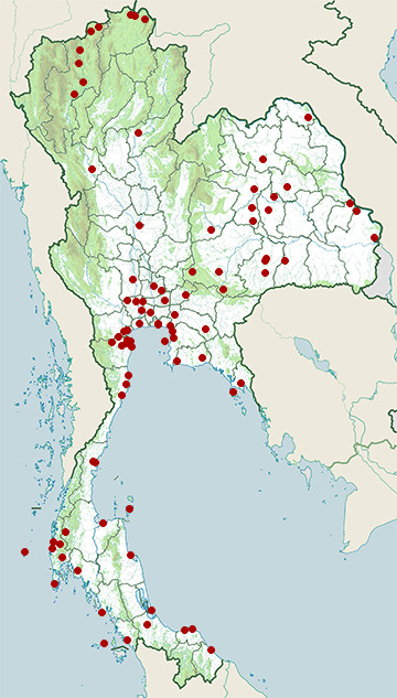 Distribution map of Common greenshank, Tringa nebularia in Thailand