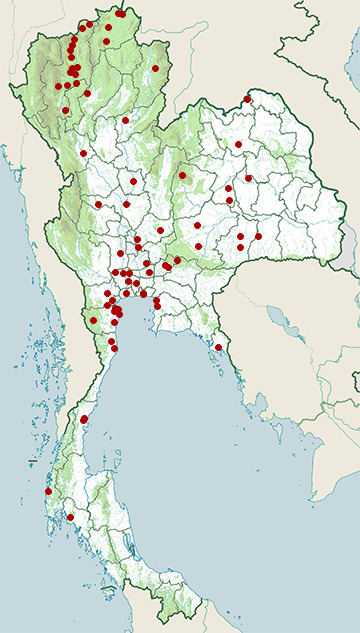 Distribution map of Common snipe, Gallinago gallinago in Thailand