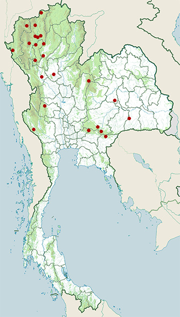 Distribution map of Common woodshrike, Tephrodornis pondicerianus in Thailand