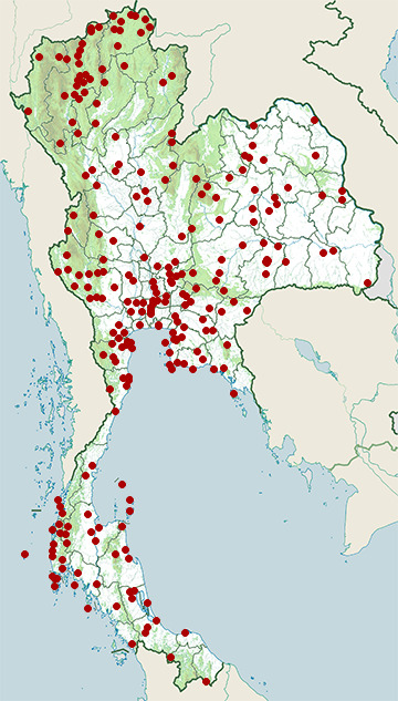 Distribution map of Coppersmith barbet, Psilopogon haemacephalus in Thailand
