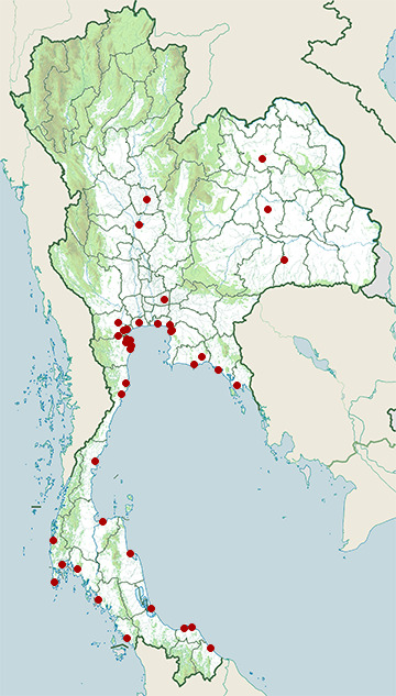 Distribution map of Curlew sandpiper, Calidris ferruginea in Thailand