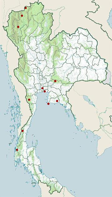 Distribution map of Zappey's flycatcher, Cyanoptila cumatilis in Thailand
