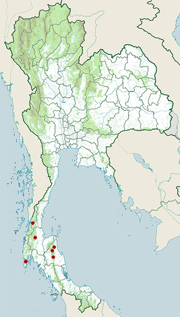 Distribution map of Short-palmed bent-toed gecko, Cyrtodactylus brevipalmatus in Thailand