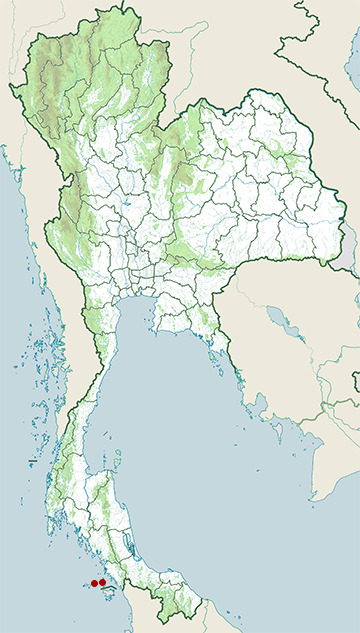 Distribution map of Stellar bent-toed gecko, Cyrtodactylus stellatus in Thailand