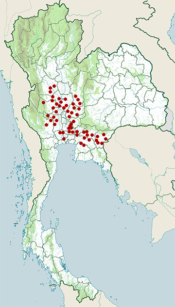 Distribution map of Eastern Russell's viper, Daboia siamensis in Thailand