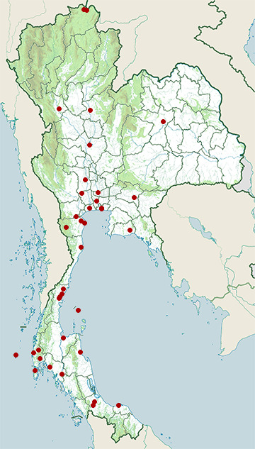 Distribution map of Purple-backed starling, Agropsar sturninus in Thailand