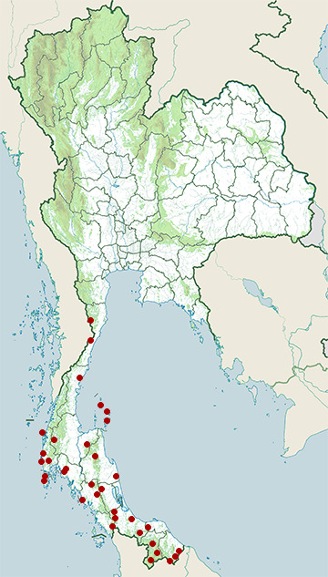 Distribution map of Striped bronzeback, Dendrelaphis caudolineatus in Thailand
