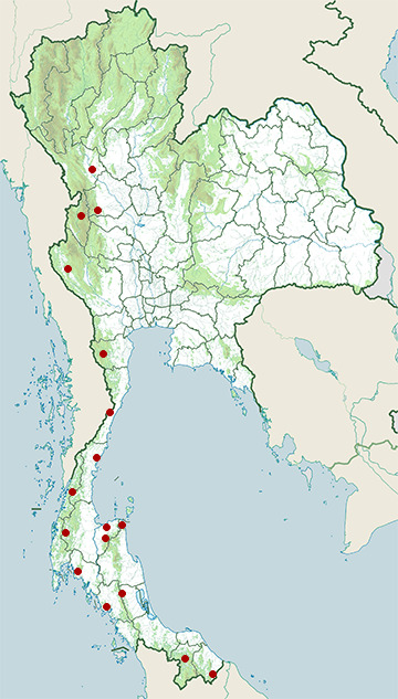 Distribution map of Wall's bronzeback, Dendrelaphis cyanochloris in Thailand