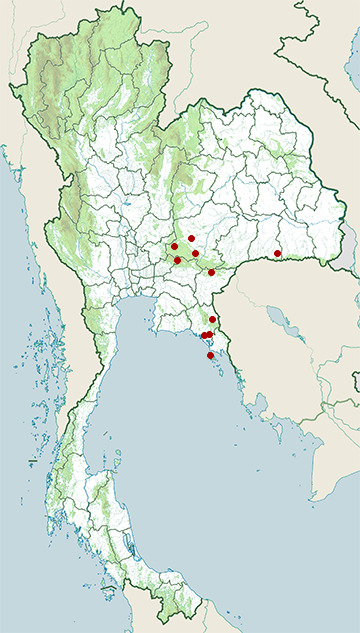 Distribution map of Nganson bronzeback, Dendrelaphis ngansonensis in Thailand