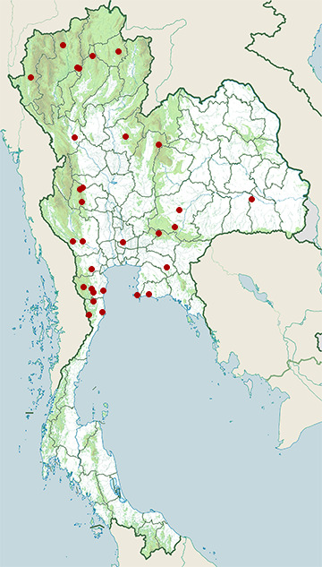 Distribution map of Burmese bronzeback, Dendrelaphis subocularis in Thailand