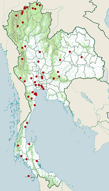 Distribution map of Eastern barn owl, Tyto javanica in Thailand