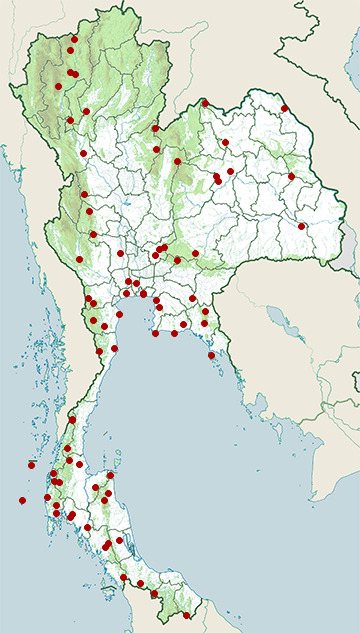 Distribution map of Eastern crowned leaf warbler, Phylloscopus coronatus in Thailand