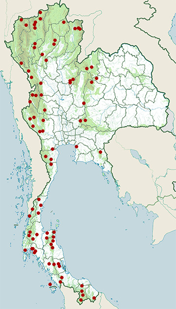 Distribution map of Cave racer, Elaphe taeniura in Thailand
