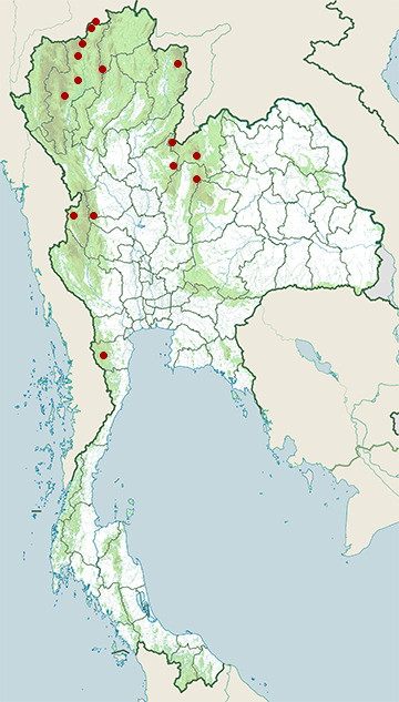 Distribution map of Eyebrowed wren-babbler, Napothera epilepidota in Thailand