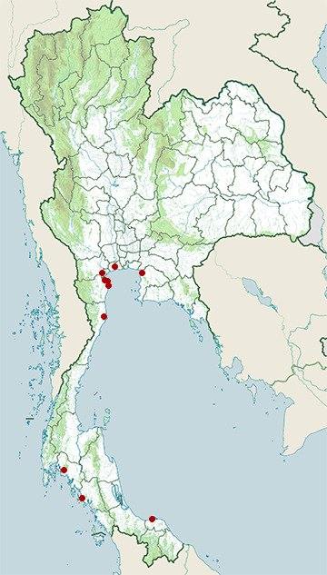 Distribution map of Far eastern curlew, Numenius madagascariensis in Thailand