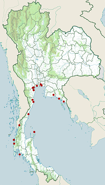Distribution map of Brackish frog, Fejervarya moodiei in Thailand