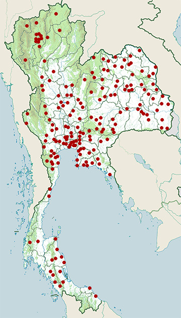 Distribution map of Yellow-spotted keelback, Fowlea flavipunctatus in Thailand