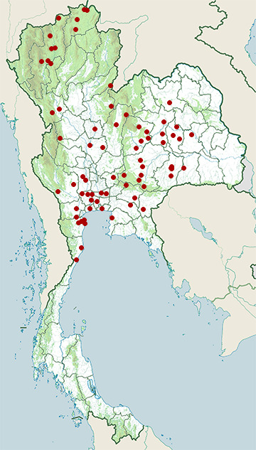 Distribution map of Freckle-breasted woodpecker, Dendrocopos analis in Thailand