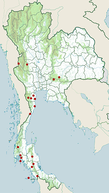 Distribution map of Stump-tailed four-clawed gecko, Gehyra mutilata in Thailand