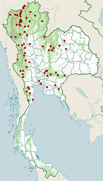 Distribution map of Golden-fronted leafbird, Chloropsis aurifrons in Thailand