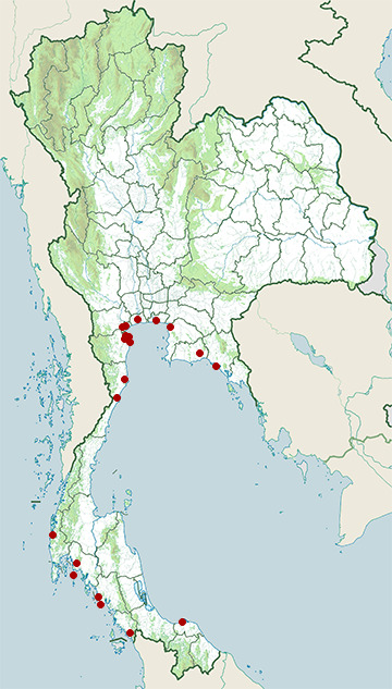 Distribution map of Great knot, Calidris tenuirostris in Thailand