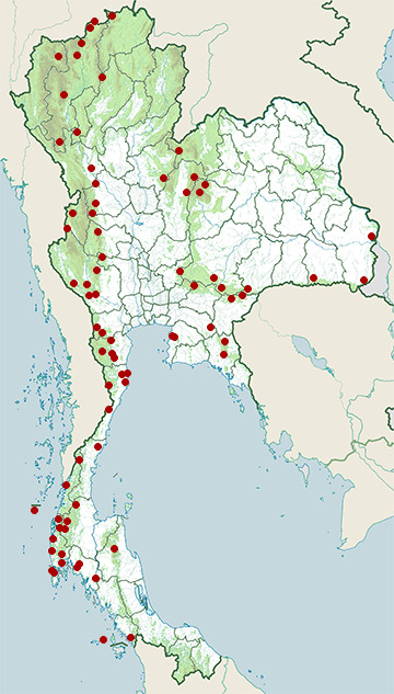 Distribution map of Greater flameback, Chrysocolaptes guttacristatus in Thailand