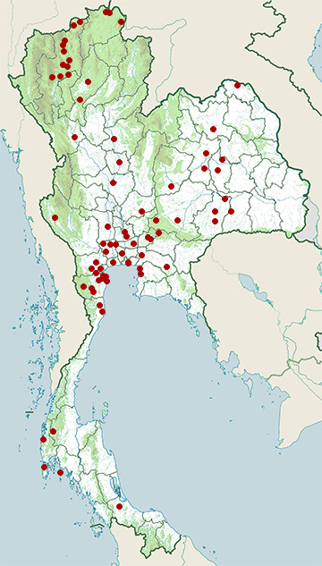 Distribution map of Greater painted-snipe, Rostratula benghalensis in Thailand