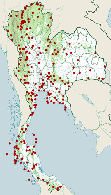 Distribution map of Greater racquet-tailed drongo, Dicrurus paradiseus in Thailand
