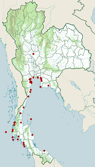 Distribution map of Greater sand plover, Charadrius leschenaultii in Thailand