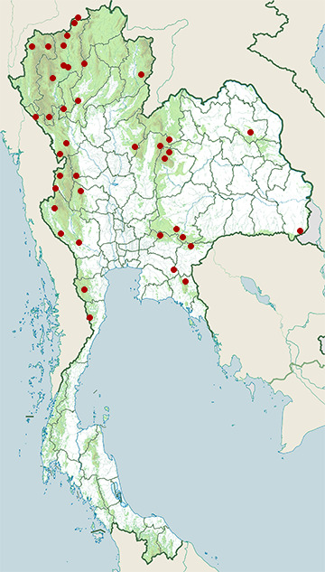 Distribution map of Greater yellownape, Chrysophlegma flavinucha in Thailand
