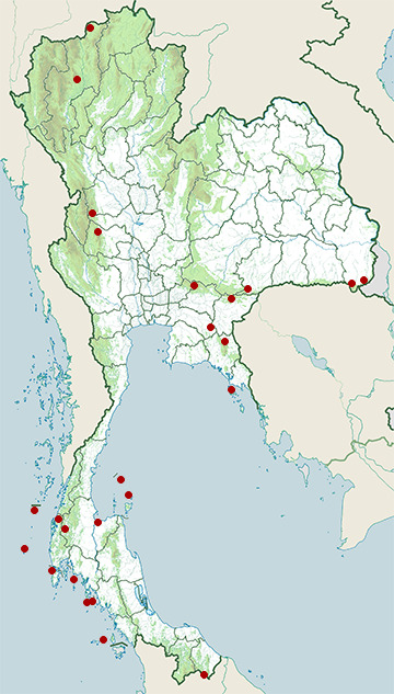 Distribution map of Green imperial pigeon, Ducula aenea in Thailand